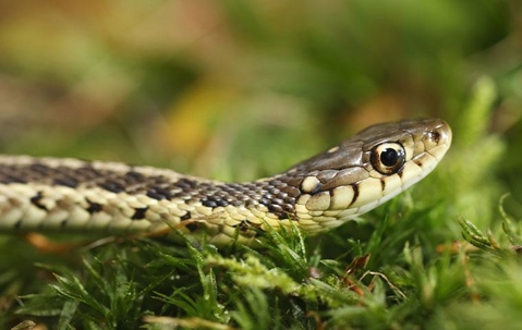 Help! There Are Snakes All Around My Mobile Residence