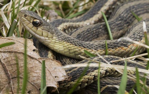 Are Snakes In Mobile Dangerous?