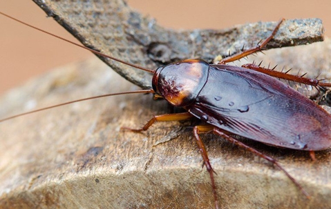 How Dangerous Is It To Have Cockroaches In Your Mobile Home? | Ensec