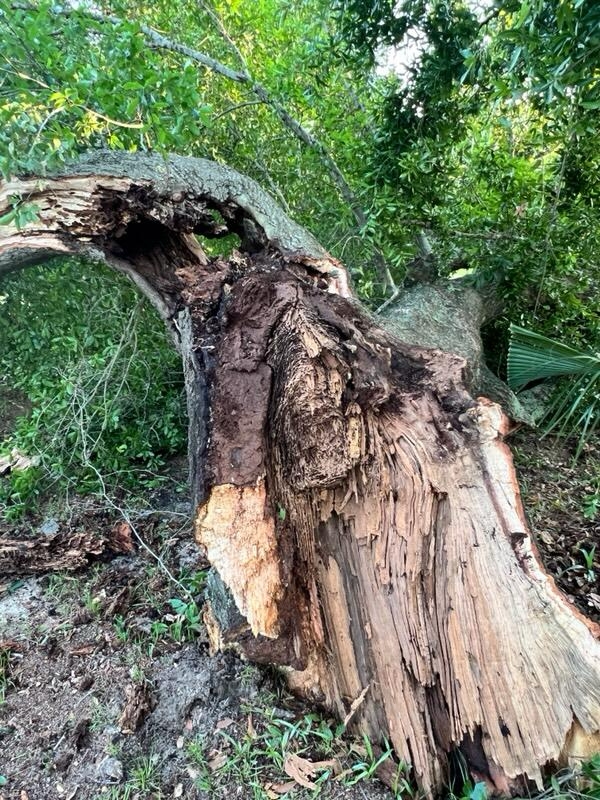 Formosan termite carton nest in Pensacola Oak tree