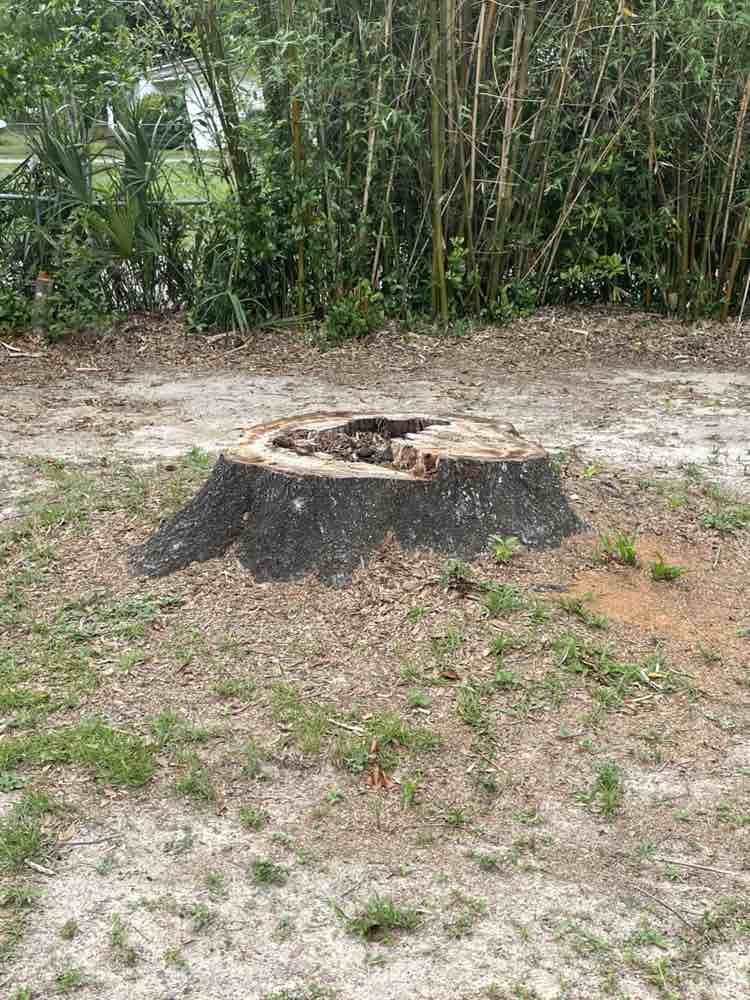 Termite infestation in Pensacola tree