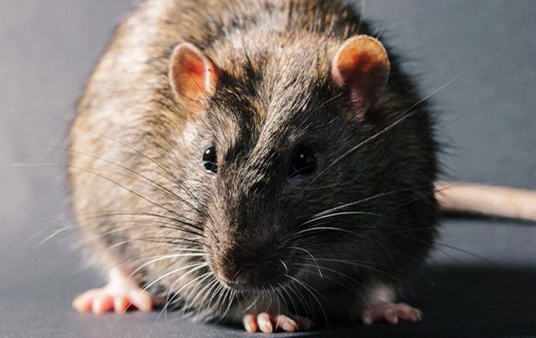 Why You Need Rodent Control In Mobile | Ensec